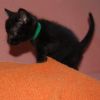 Bud (BFF046) photo 2