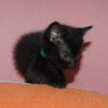 Bud (BFF046) photo 3