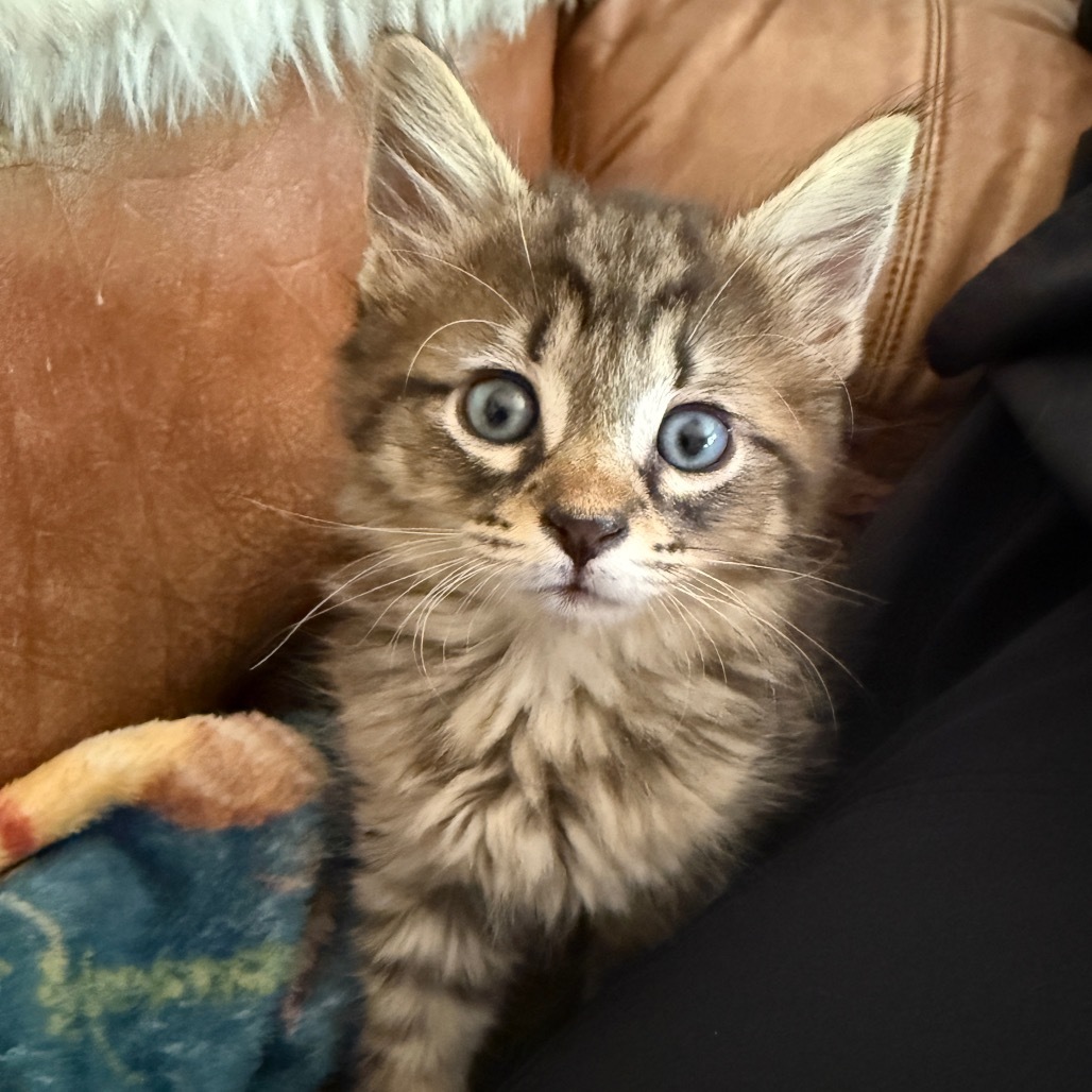 Scout