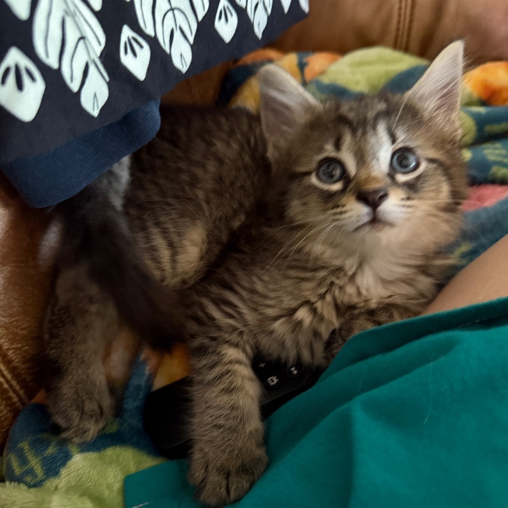 Scout