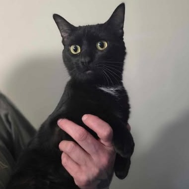 Clementine, an adoptable Domestic Short Hair in Jacksonville, OR, 97530 | Photo Image 1