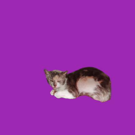 Cheetah, an adoptable Domestic Short Hair in Tuscaloosa, AL, 35401 | Photo Image 1