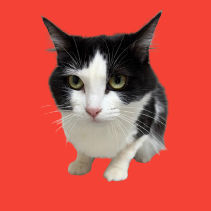 TUSC-Stray-80497, an adoptable Domestic Medium Hair in Tuscaloosa, AL, 35401 | Photo Image 1