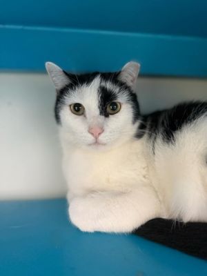 Bailey, Adult Male Domestic Short Hair