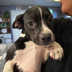 Say hello to Stormy This pup is looking for her puppy-ready household which can devote all the ti