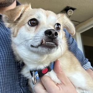 Soo-Min is a sweet little 15 lb gentleman with the most adorable underbite Although he is nervous a