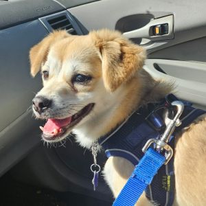 Soo-Min is a sweet little 15 lb gentleman with the most adorable underbite Although he is nervous a
