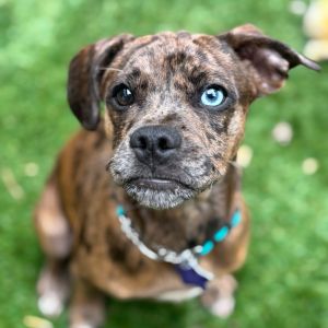 Meet Nimbus This unique-looking boy is looking for his puppy-ready household which can devote all
