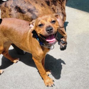 Say hello to Sunny This girl is looking for her puppy-ready home which can devote all the time an