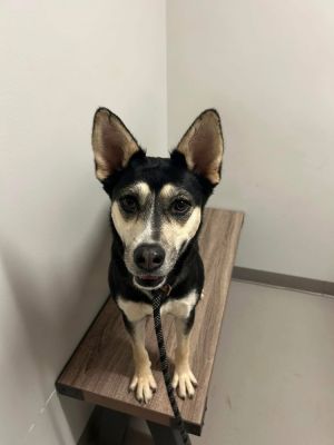 Arabella, Adult Female Shepherd