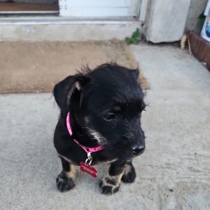 Belle, Baby Female Miniature Pinscher