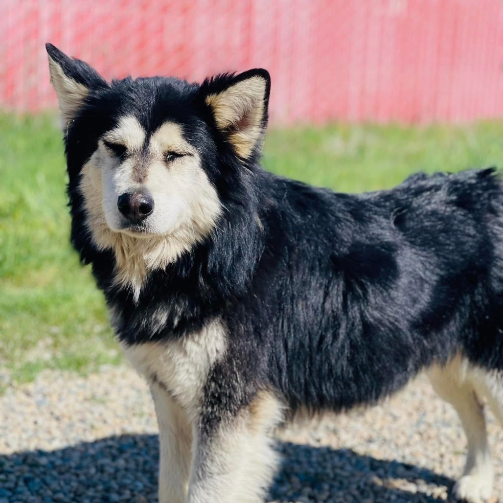 Lobo