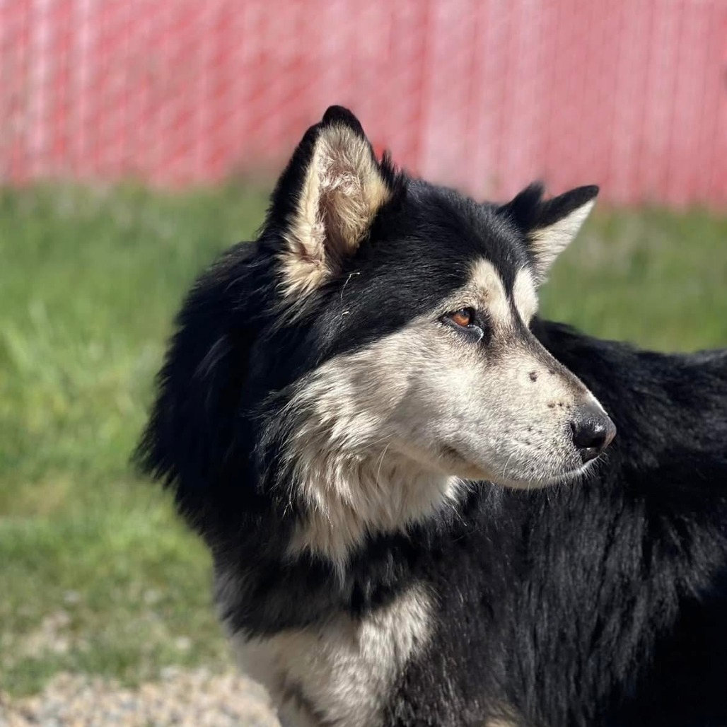 Lobo