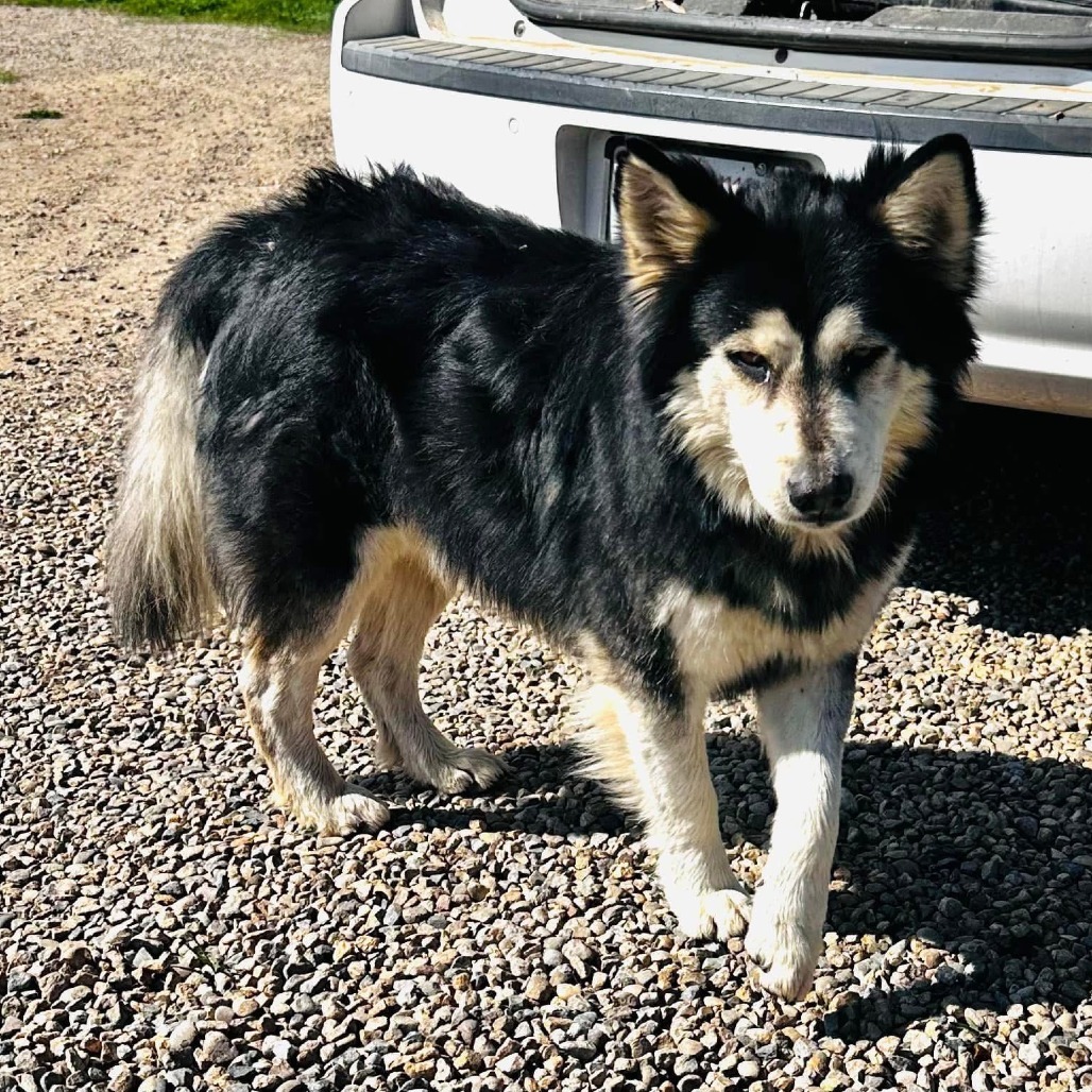 Lobo