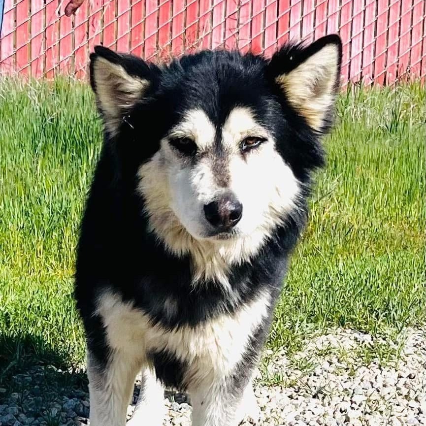 Lobo