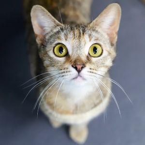 Buttercup is a sweet and affectionate girl She warms up quickly and then is utt