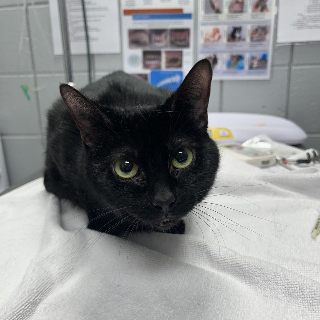 Raven (Chow Hound Grand Haven)