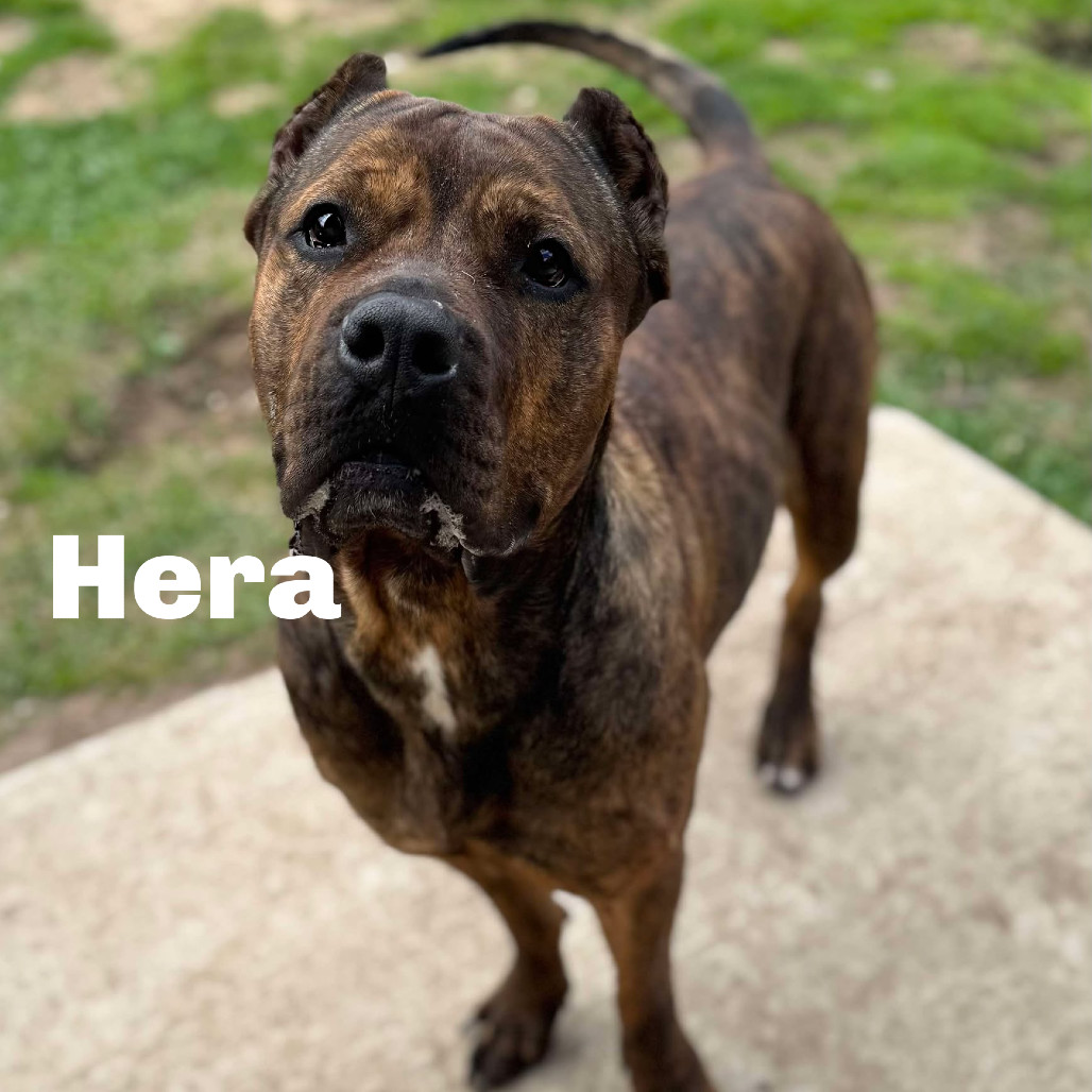 Hera 250232