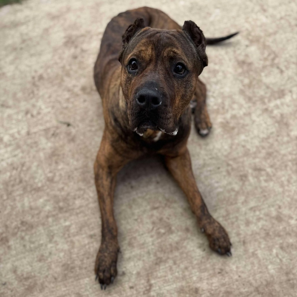 Hera 250232, an adoptable Mixed Breed in Escanaba, MI, 49829 | Photo Image 2