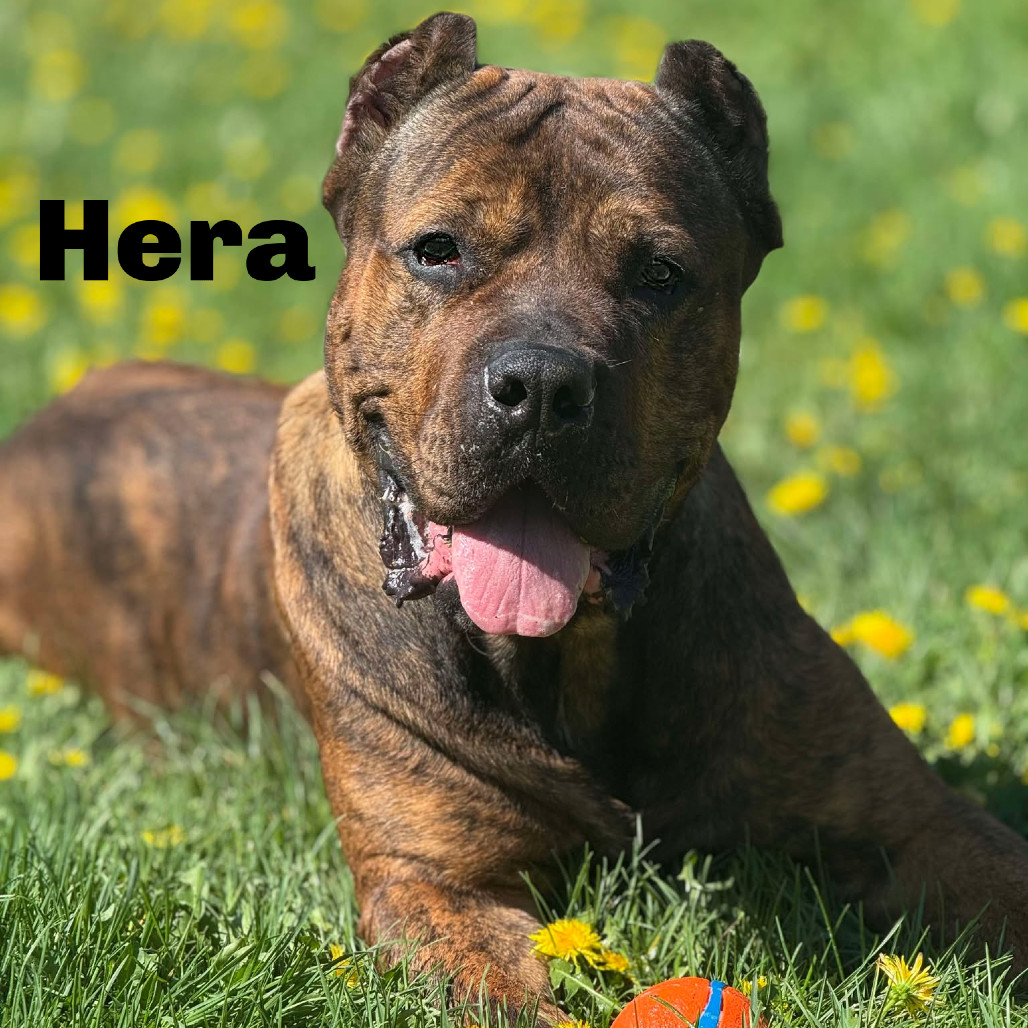 Hera 250232