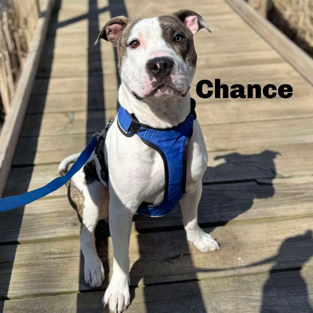 Chance 250311