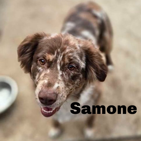 Samone 250295