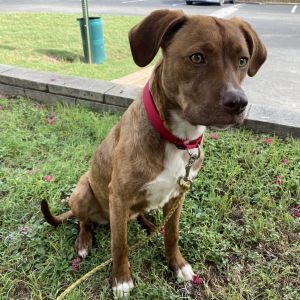 Astrid, Young Female Mixed Breed