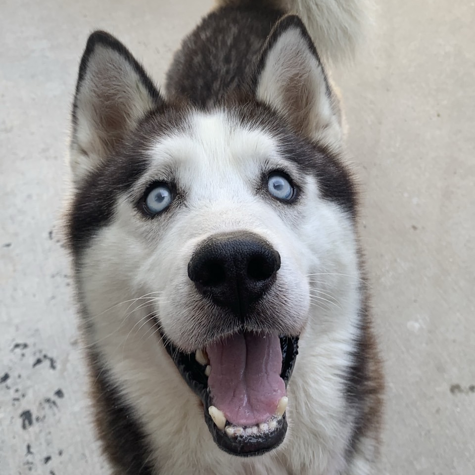 Luca