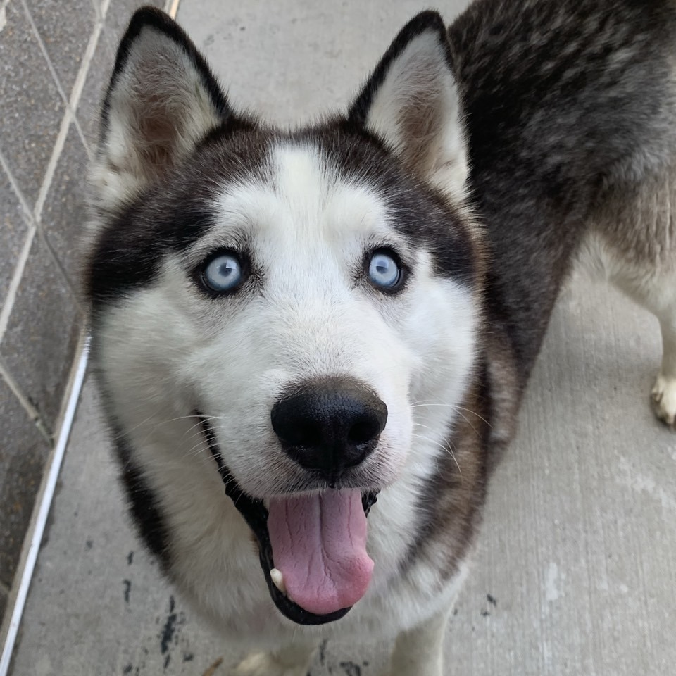 Luca