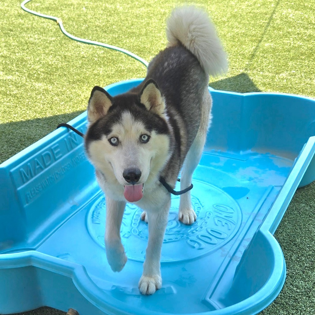 Luca