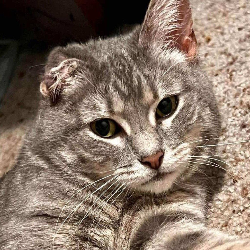 Lou, an adoptable Domestic Short Hair in Wichita, KS, 67278 | Photo Image 1