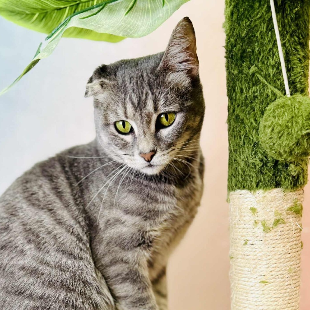 Lou, an adoptable Domestic Short Hair in Wichita, KS, 67278 | Photo Image 1
