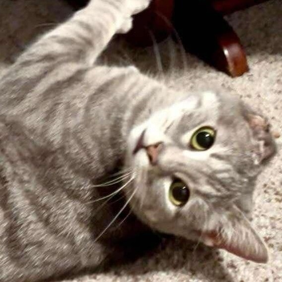 Lou, an adoptable Domestic Short Hair in Wichita, KS, 67278 | Photo Image 3