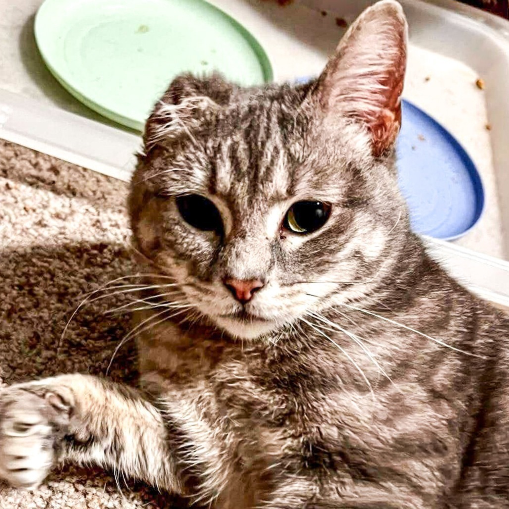 Lou, an adoptable Domestic Short Hair in Wichita, KS, 67278 | Photo Image 4