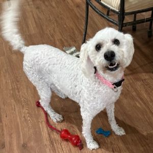 Isabel is a 7 year old white Schnoodle that was found as a stray She was very matted and had