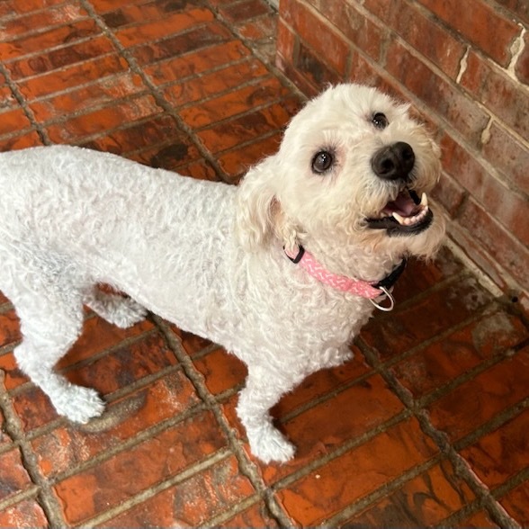Isabel