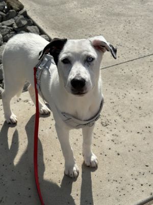 Athena, Baby Female Mixed Breed