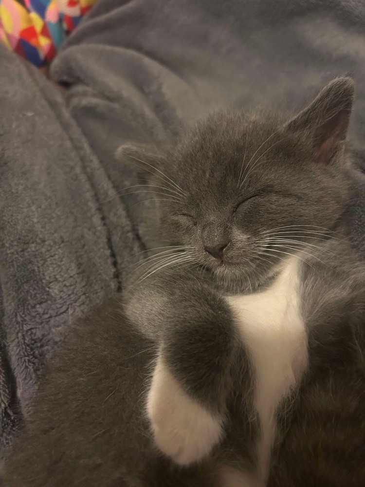 Cyrus