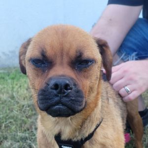 Latte, Adult Female Pug