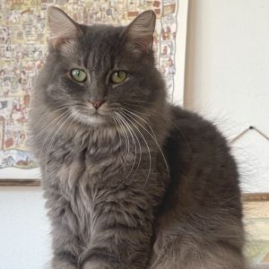 Hi everyone My name is Oklahoma Im sweet as pie and I have a goofy side too I may hide