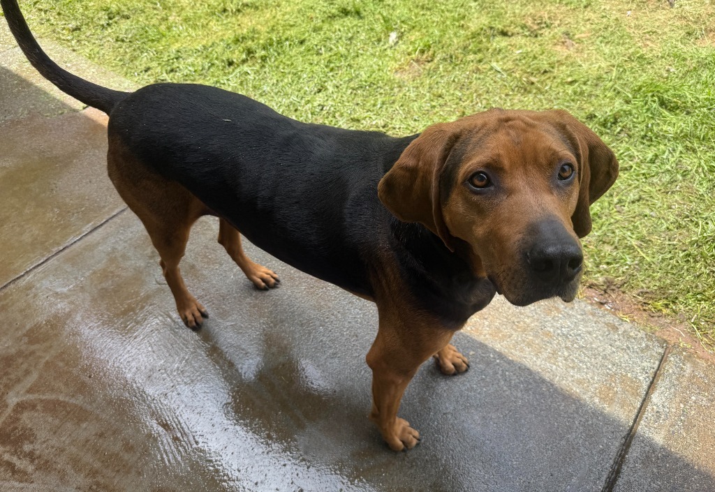 Archie
