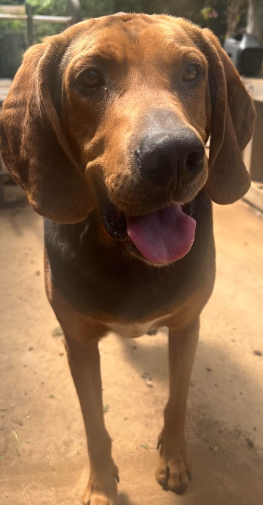 Archie