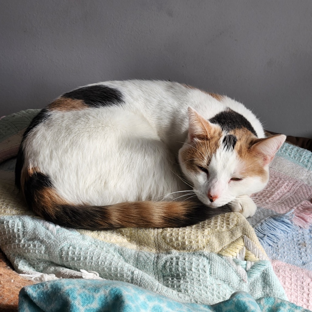 Paisley, an adoptable Domestic Short Hair in Oak Grove, MN, 55303 | Photo Image 1
