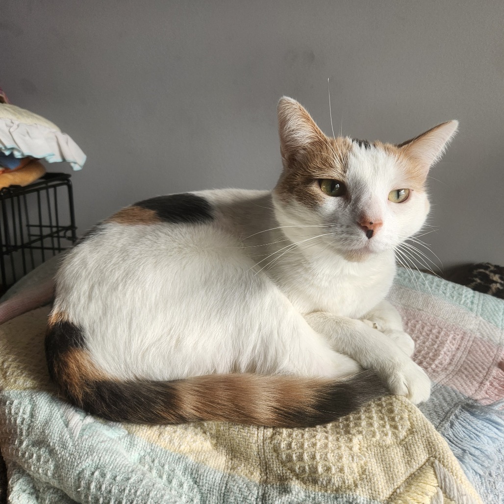 Paisley, an adoptable Domestic Short Hair in Oak Grove, MN, 55303 | Photo Image 2