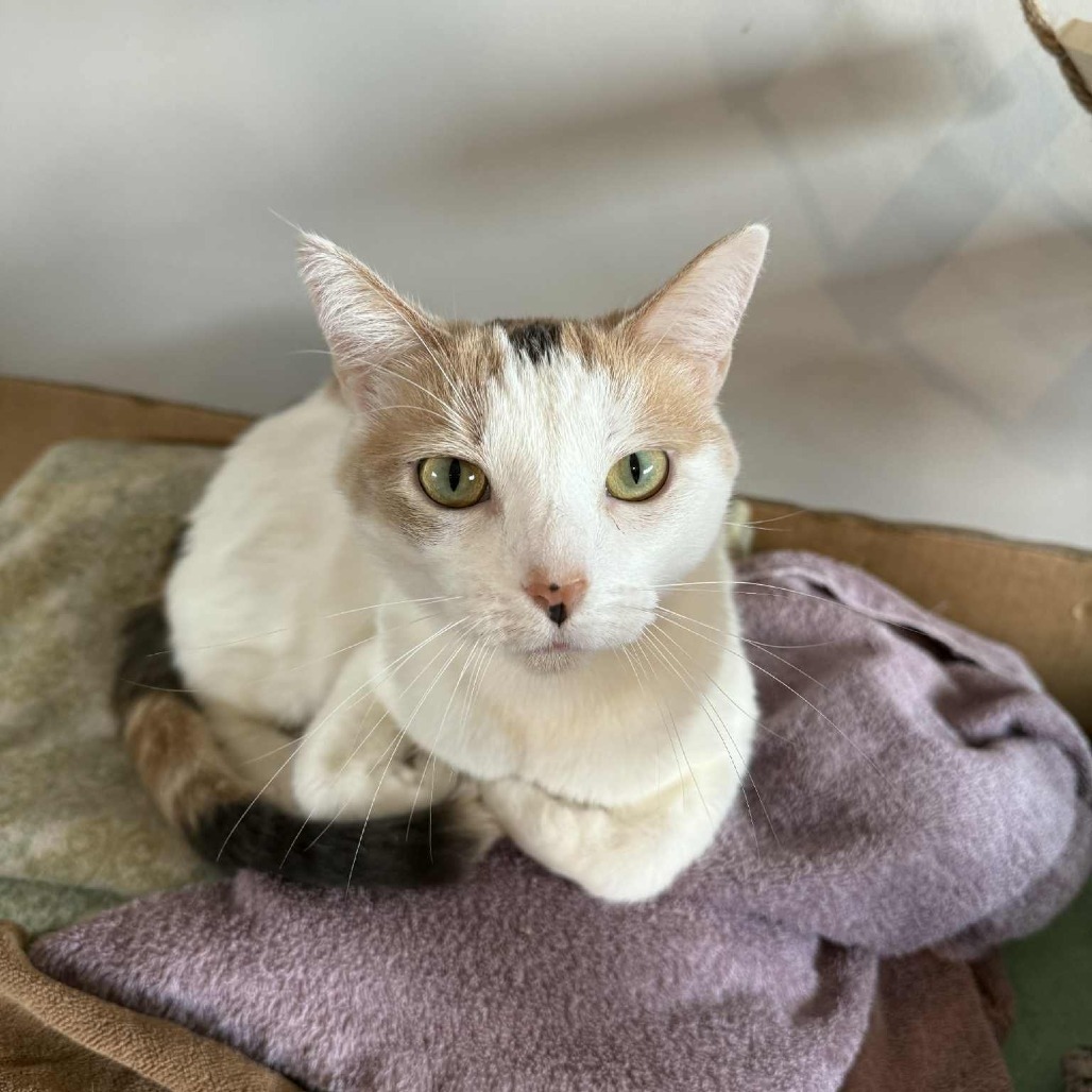 Paisley, an adoptable Domestic Short Hair in Oak Grove, MN, 55303 | Photo Image 3