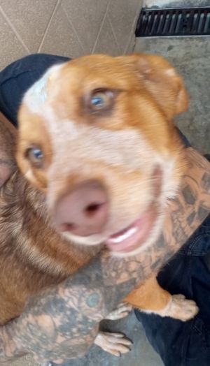 Wrangler, Young Male Australian Cattle Dog / Blue Heeler