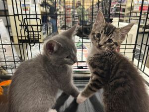 RUMPLE, Young Male Domestic Short Hair