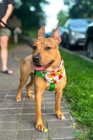 Milo, Adult Male Mixed Breed