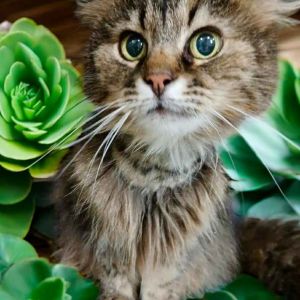 Gizmo, Senior Female Domestic Long Hair