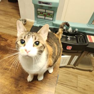 Rosie